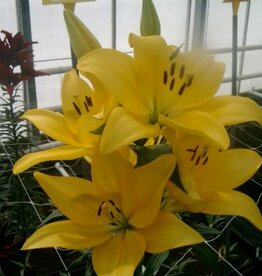Zabo Lilium LA Hybrid Lily EL DIVO- Yellow #1 pot