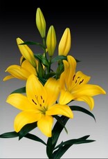 Zabo Lilium LA Hybrid Lily EL DIVO- Yellow #1 pot