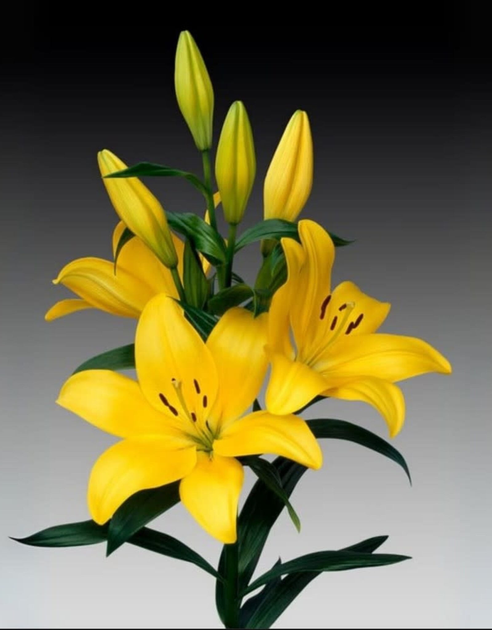 Zabo Lilium LA Hybrid Lily EL DIVO- Yellow #1 pot