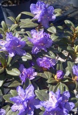 Bron and Sons Rhododendron 'Ramapo' #2