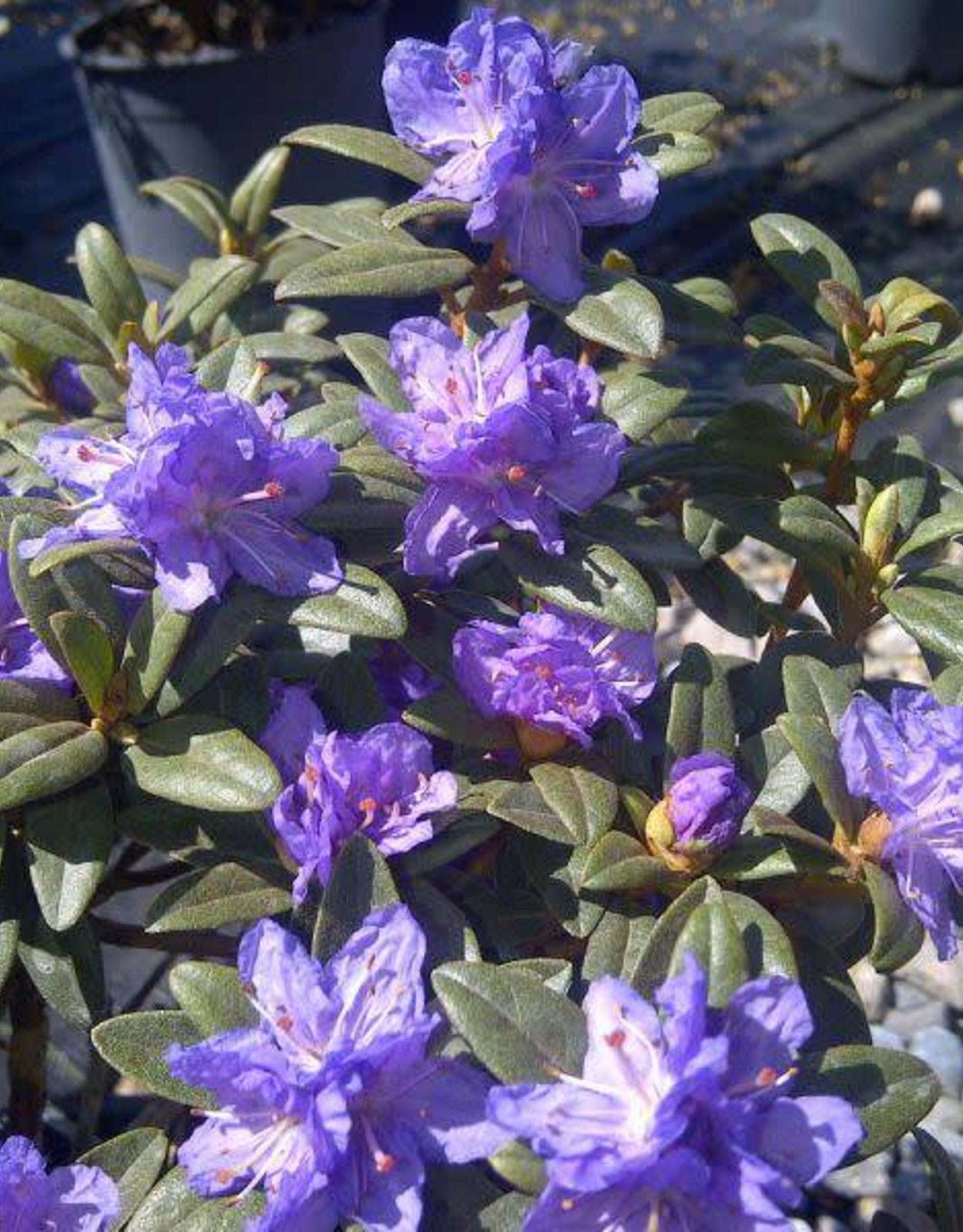 Bron and Sons Rhododendron 'Ramapo' #2