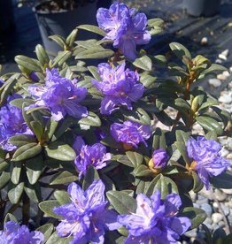 Bron and Sons Rhododendron 'Ramapo' #2