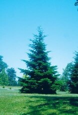 Bron and Sons Pseudotsuga menziesii glauca #1-Rocky Mountain Douglas Fir