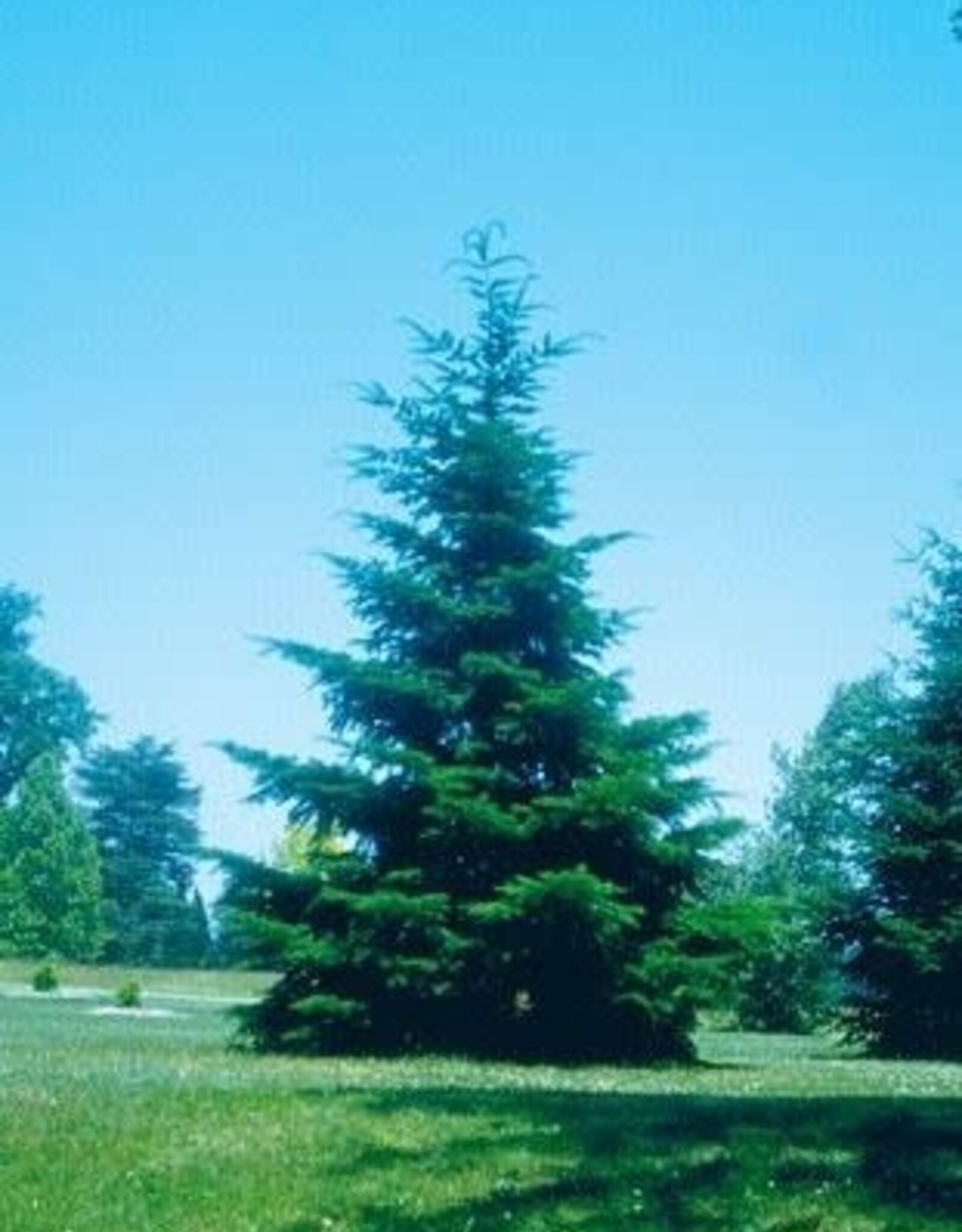Bron and Sons Pseudotsuga menziesii glauca #1-Rocky Mountain Douglas Fir