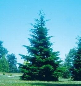 Bron and Sons Pseudotsuga menziesii glauca #1-Rocky Mountain Douglas Fir
