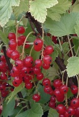 Bron and Sons Ribes rubrum 'Red Lake' #2 Red Lake Currant