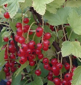 Bron and Sons Ribes rubrum 'Red Lake' #2 Red Lake Currant