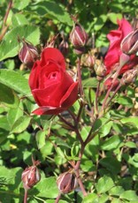Bron and Sons Rosa 'Adelaide Hoodless' #2 Rose