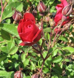 Bron and Sons Rosa 'Adelaide Hoodless' #2 Rose