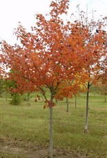 Bron and Sons Acer rubrum 'Northwood' #10 Northwood Maple