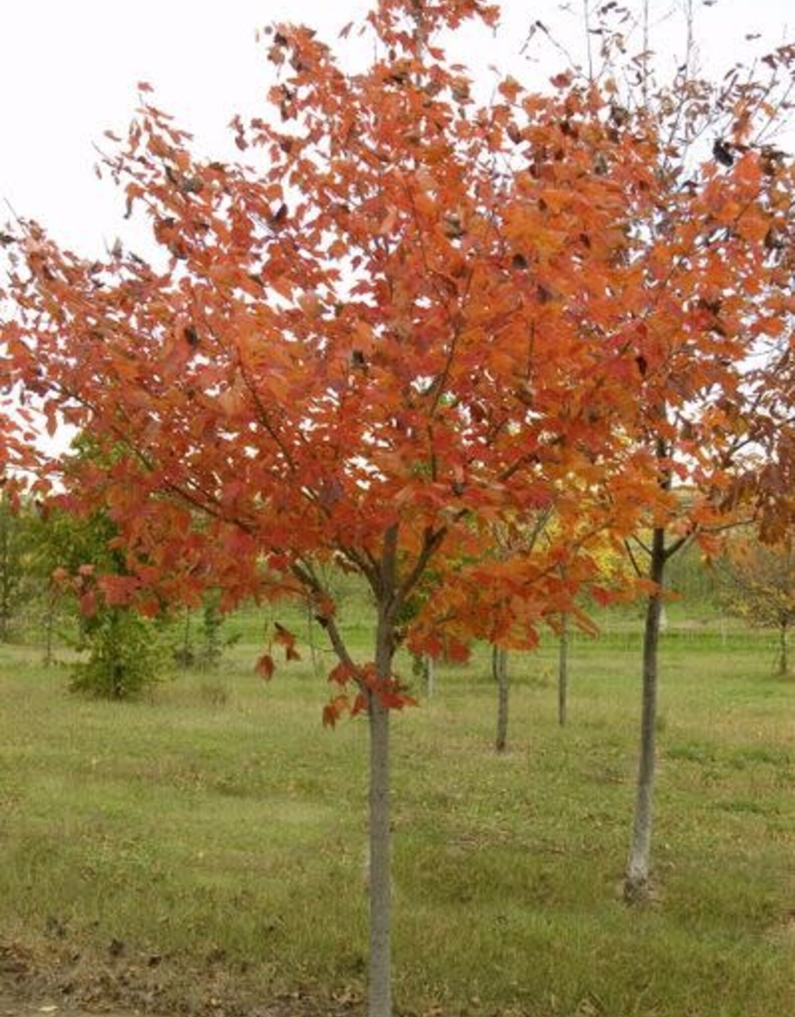 Bron and Sons Acer rubrum 'Northwood' #10 Northwood Maple