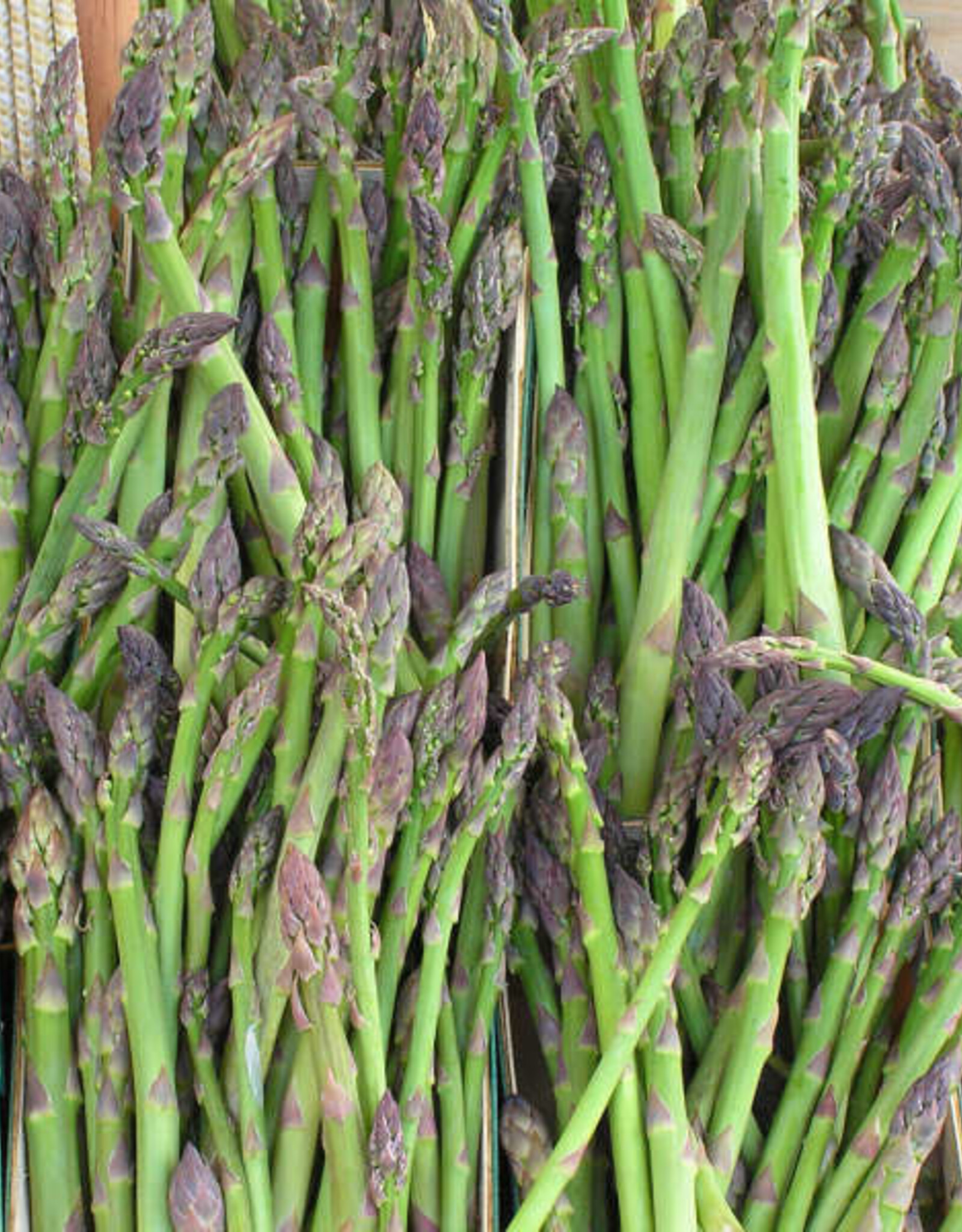 Bron and Sons Asparagus 'Jersey Knight' #1 - Jersey Knight Asparagus