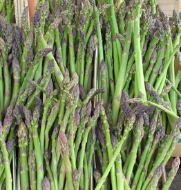 Bron and Sons Asparagus 'Jersey Knight' #1 - Jersey Knight Asparagus