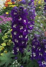 Bron and Sons Delphinium elatum 'Dark Blue White Bee' #1