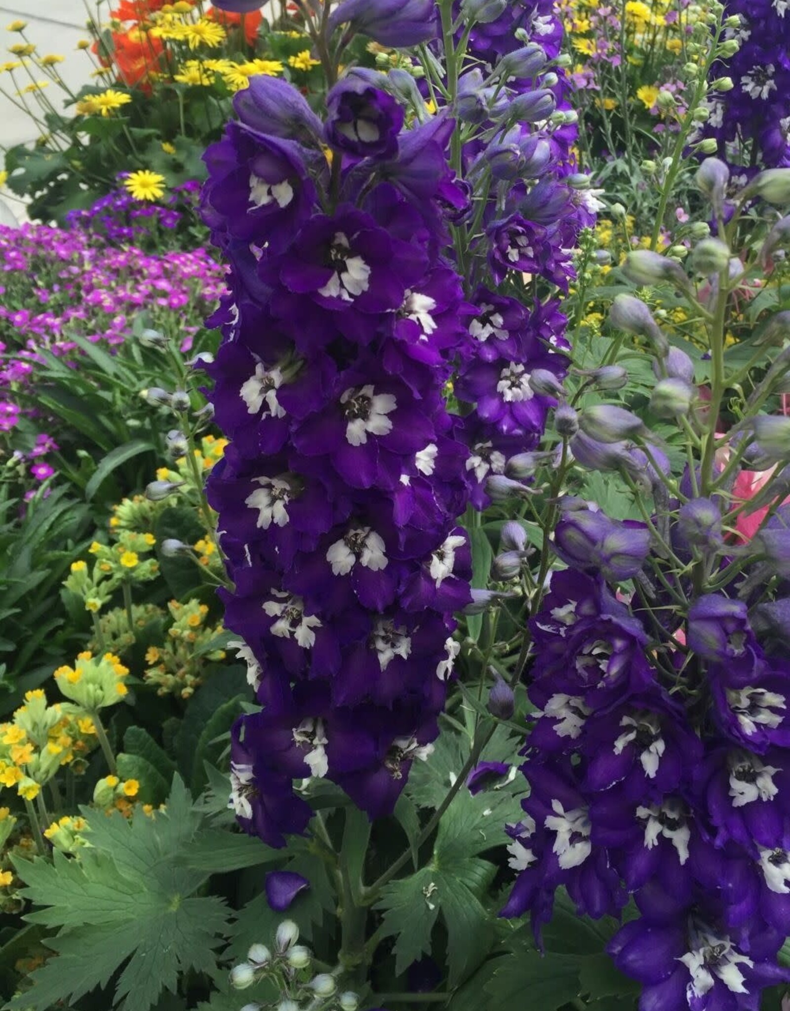 Bron and Sons Delphinium elatum 'Dark Blue White Bee' #1