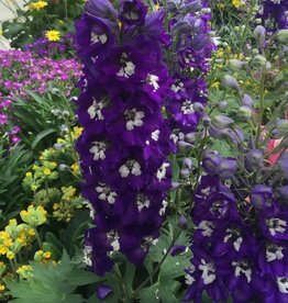 Bron and Sons Delphinium elatum 'Dark Blue White Bee' #1