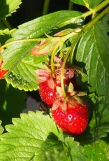 Bron and Sons Fragaria x ananassa 'Eversweet' #1 - Eversweet Strawberry