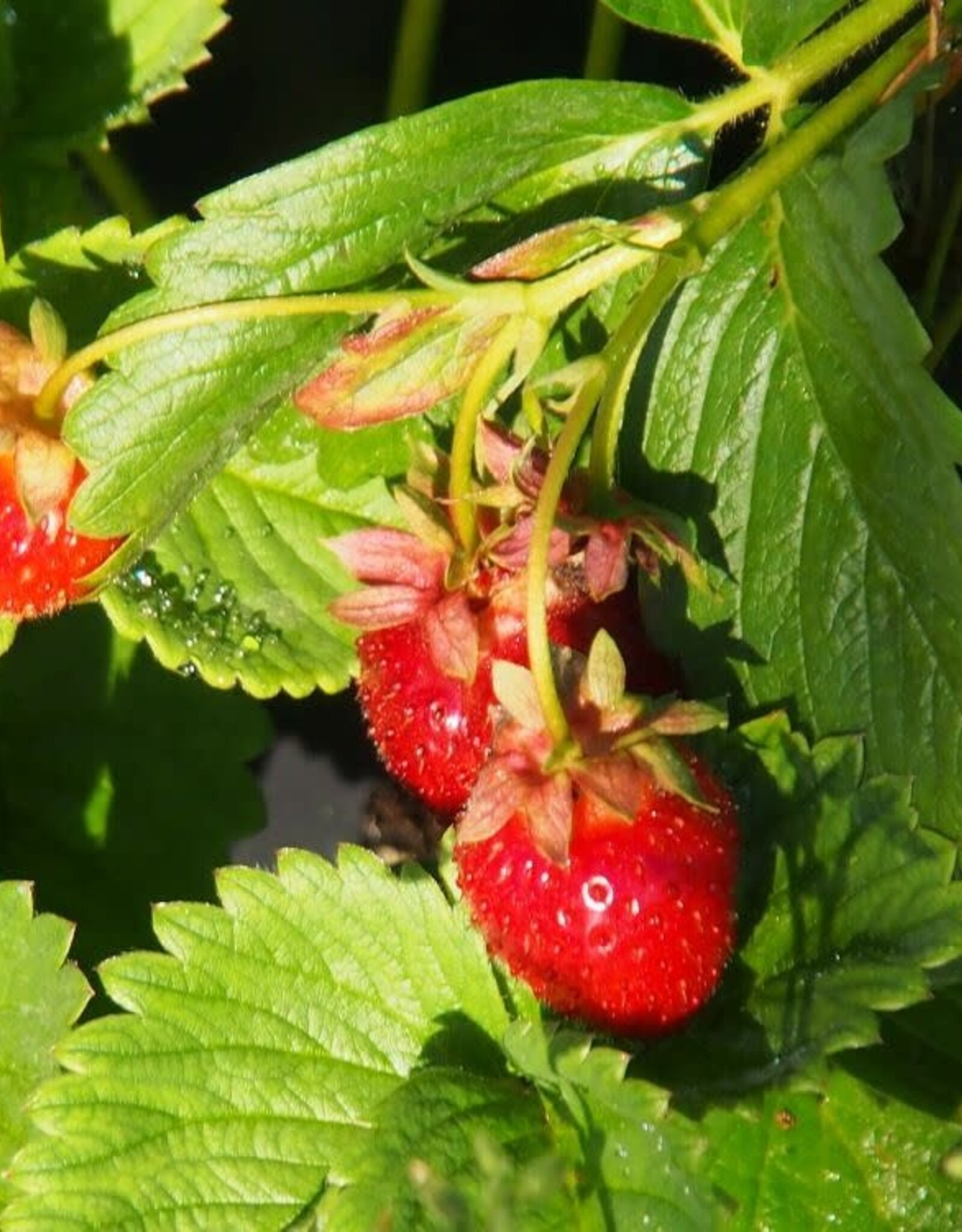 Bron and Sons Fragaria x ananassa 'Eversweet' #1 - Eversweet Strawberry