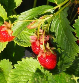 Bron and Sons Fragaria x ananassa 'Eversweet' #1 - Eversweet Strawberry