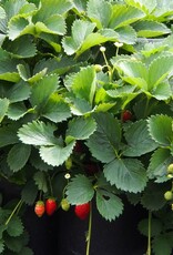 Bron and Sons Fragaria x ananassa 'Fort Laramie' #1 - Fort Laramie Strawberry