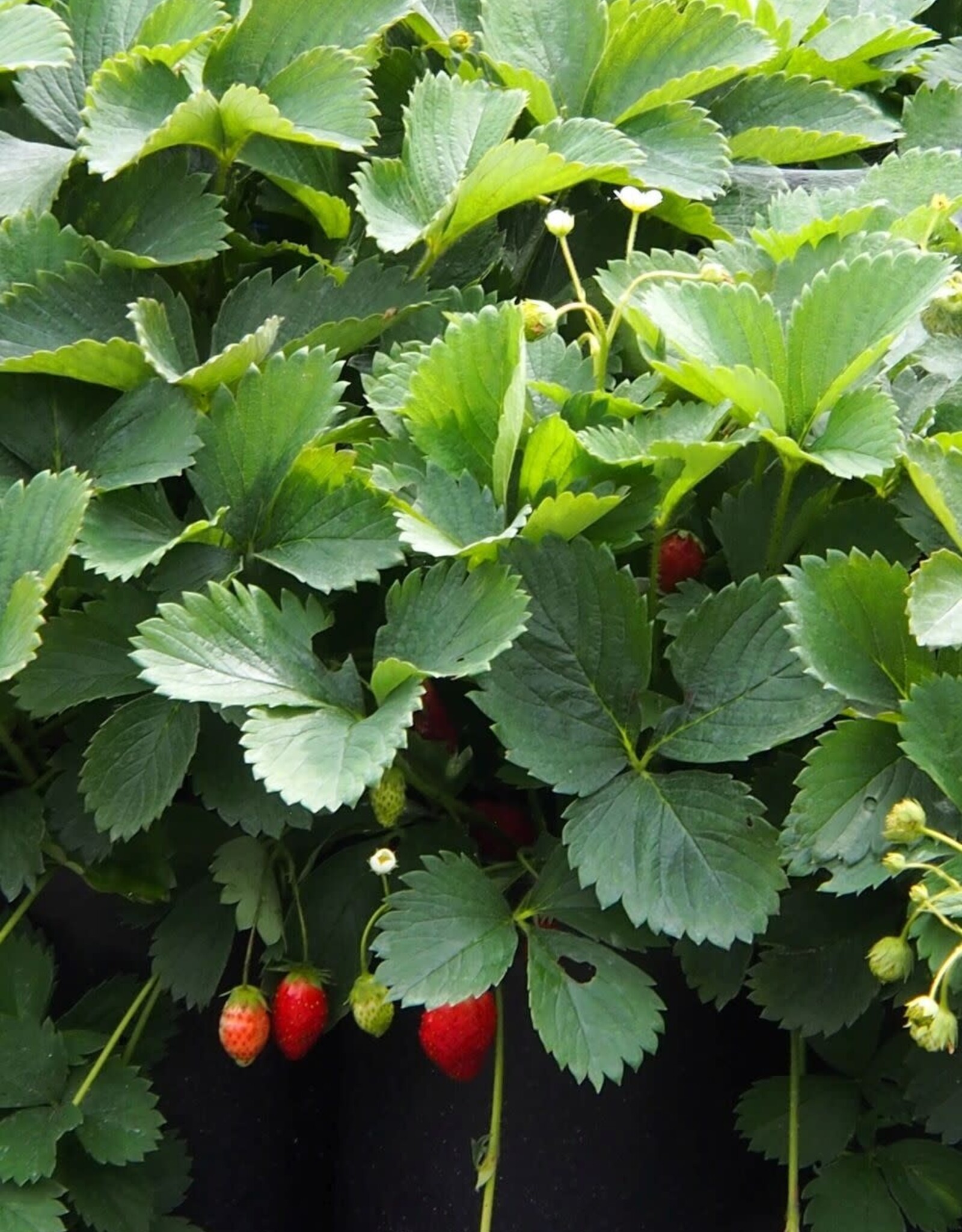 Bron and Sons Fragaria x ananassa 'Fort Laramie' #1 - Fort Laramie Strawberry