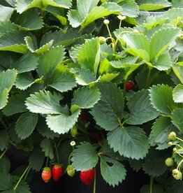 Bron and Sons Fragaria x ananassa 'Fort Laramie' #1 - Fort Laramie Strawberry