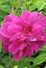 Bron and Sons Rosa 'Hansa' #2 Rose