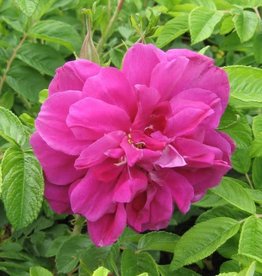 Bron and Sons Rosa 'Hansa' #2 Rose