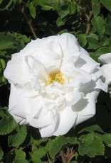 Bron and Sons Rosa 'Marie Bugnet' #2 Rose, rugosa type