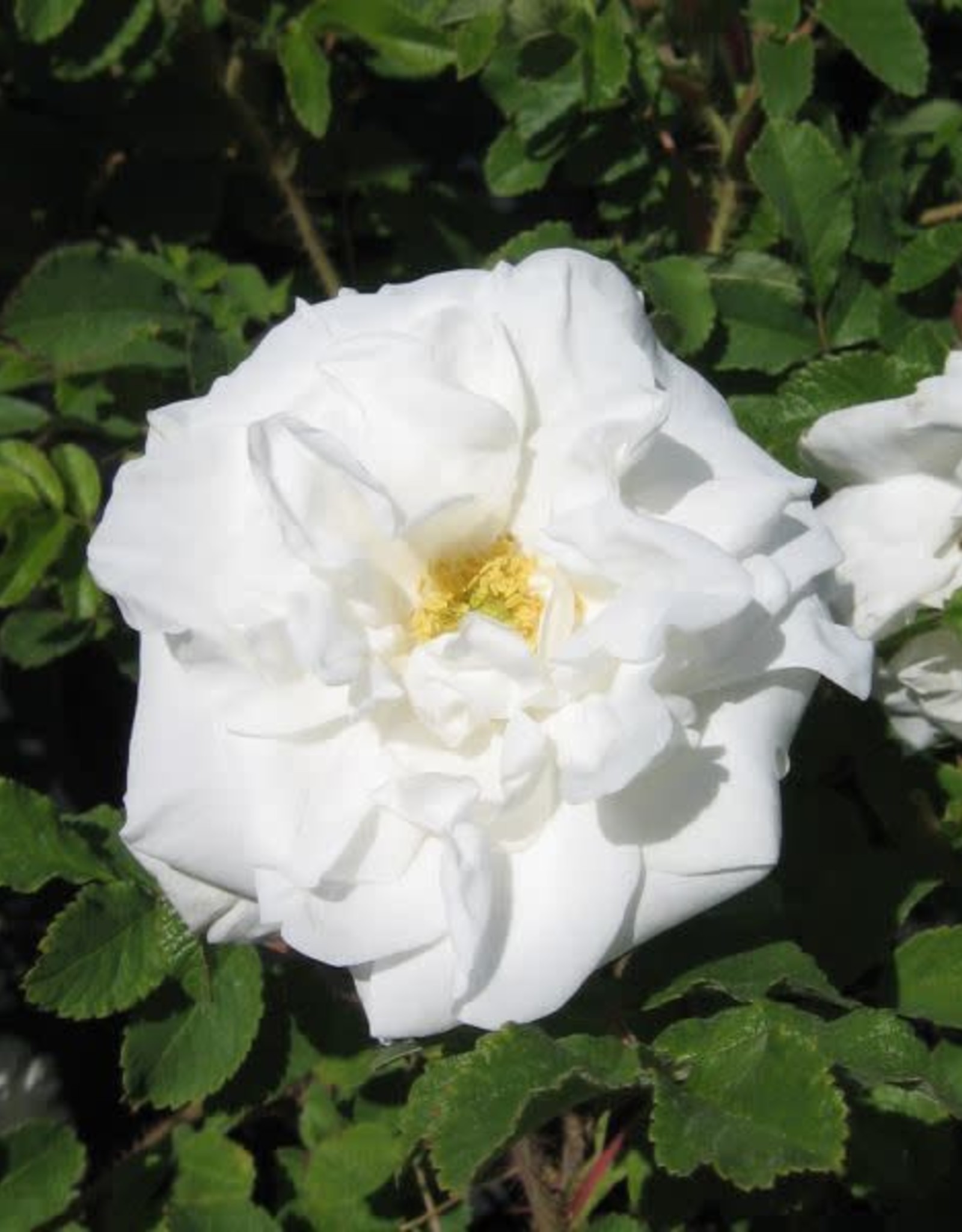 Bron and Sons Rosa 'Marie Bugnet' #2 Rose, rugosa type