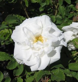 Bron and Sons Rosa 'Marie Bugnet' #2 Rose, rugosa type