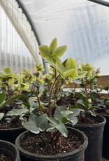 Bron and Sons Helleborus Ivory Prince #1 Lenten Rose BnS