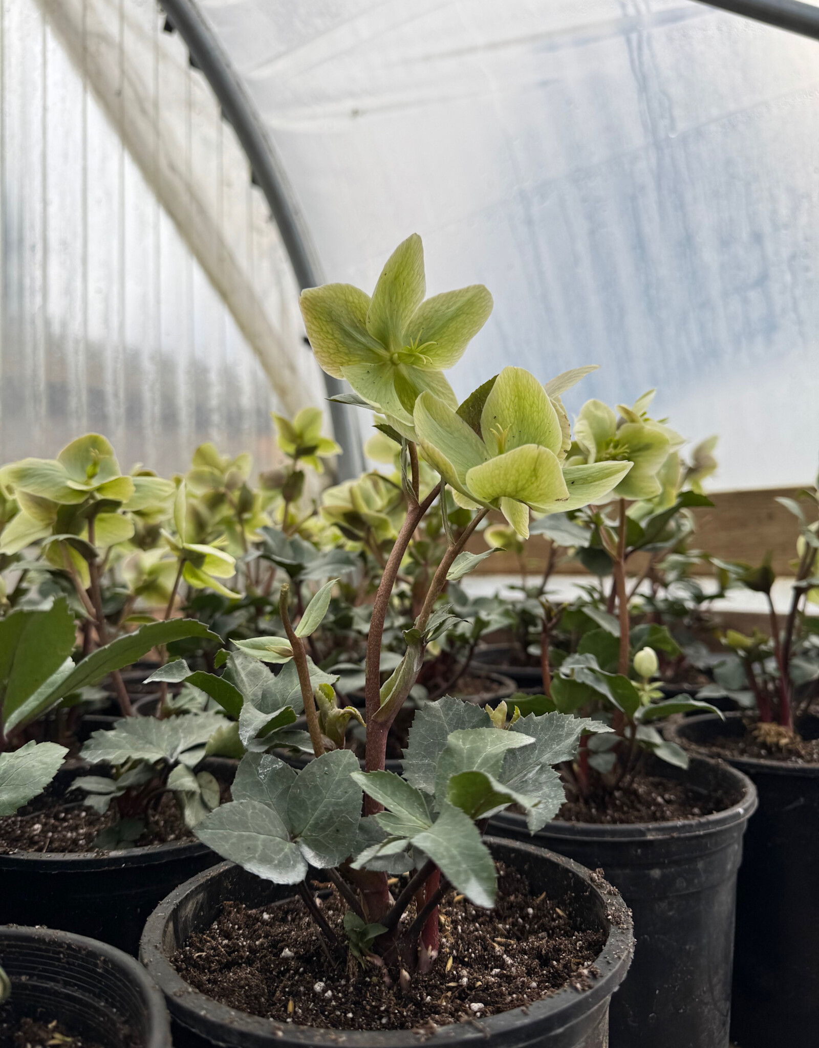 Bron and Sons Helleborus Ivory Prince #1 Lenten Rose BnS