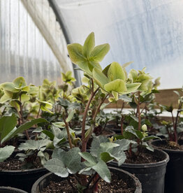 Bron and Sons Helleborus Ivory Prince #1 Lenten Rose BnS