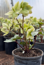 Bron and Sons Helleborus Ivory Prince #1 Lenten Rose BnS