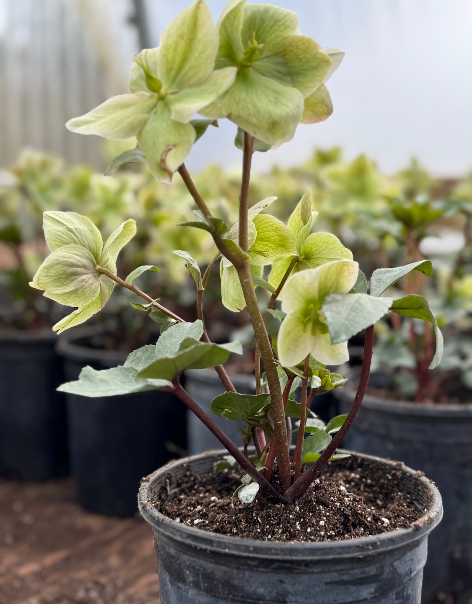 Bron and Sons Helleborus Ivory Prince #1 Lenten Rose BnS