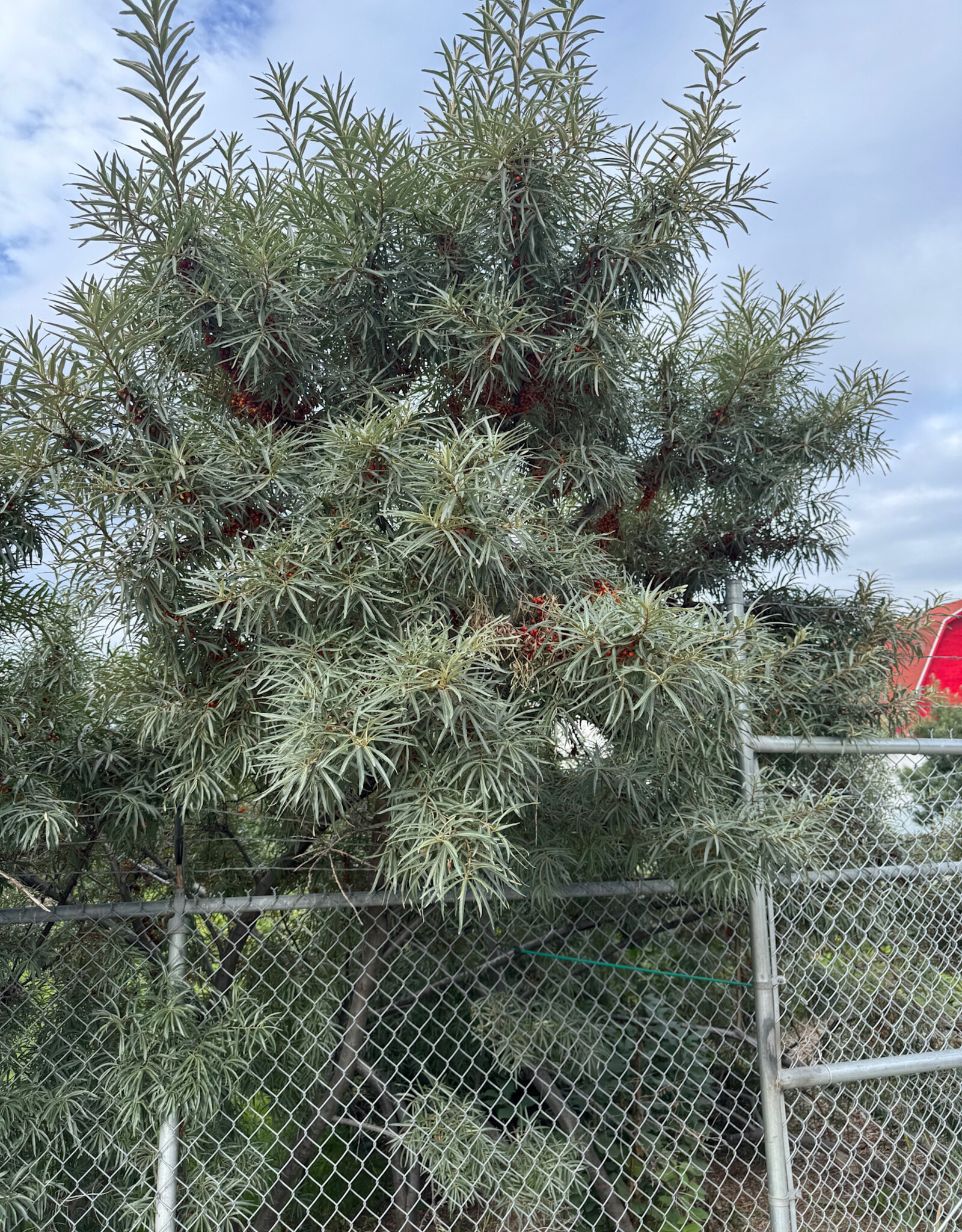 Bron and Sons Hippophae rhamn. 'Leikora' #1 - Leikora Sea Buckthorn