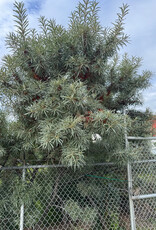 Hippophae rhamnoides 'Male' #1 - Male Sea Buckthorn
