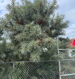 Hippophae rhamnoides 'Male' #1 - Male Sea Buckthorn