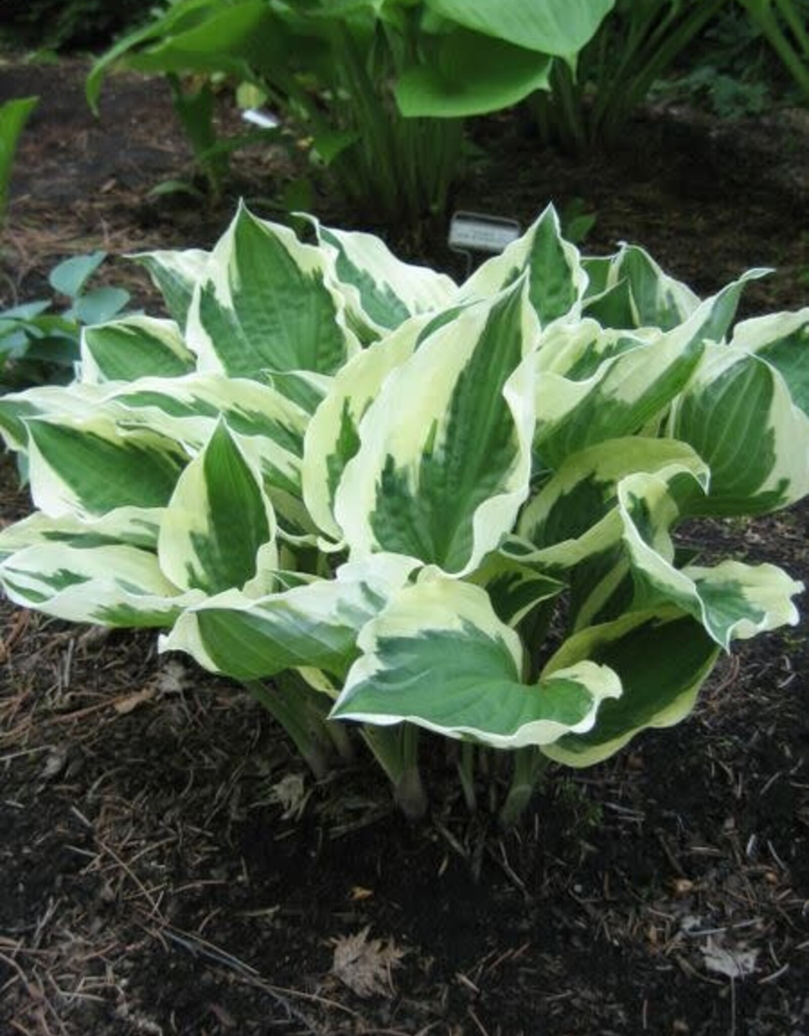 Bron and Sons Hosta fortunei 'Patriot' #2  Patriot Hosta