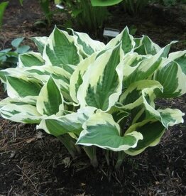 Bron and Sons Hosta fortunei 'Patriot' #2  Patriot Hosta
