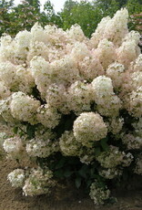 Bron and Sons Hydrangea paniculata Bobo® Hydrangea  #2  Shrub BnS