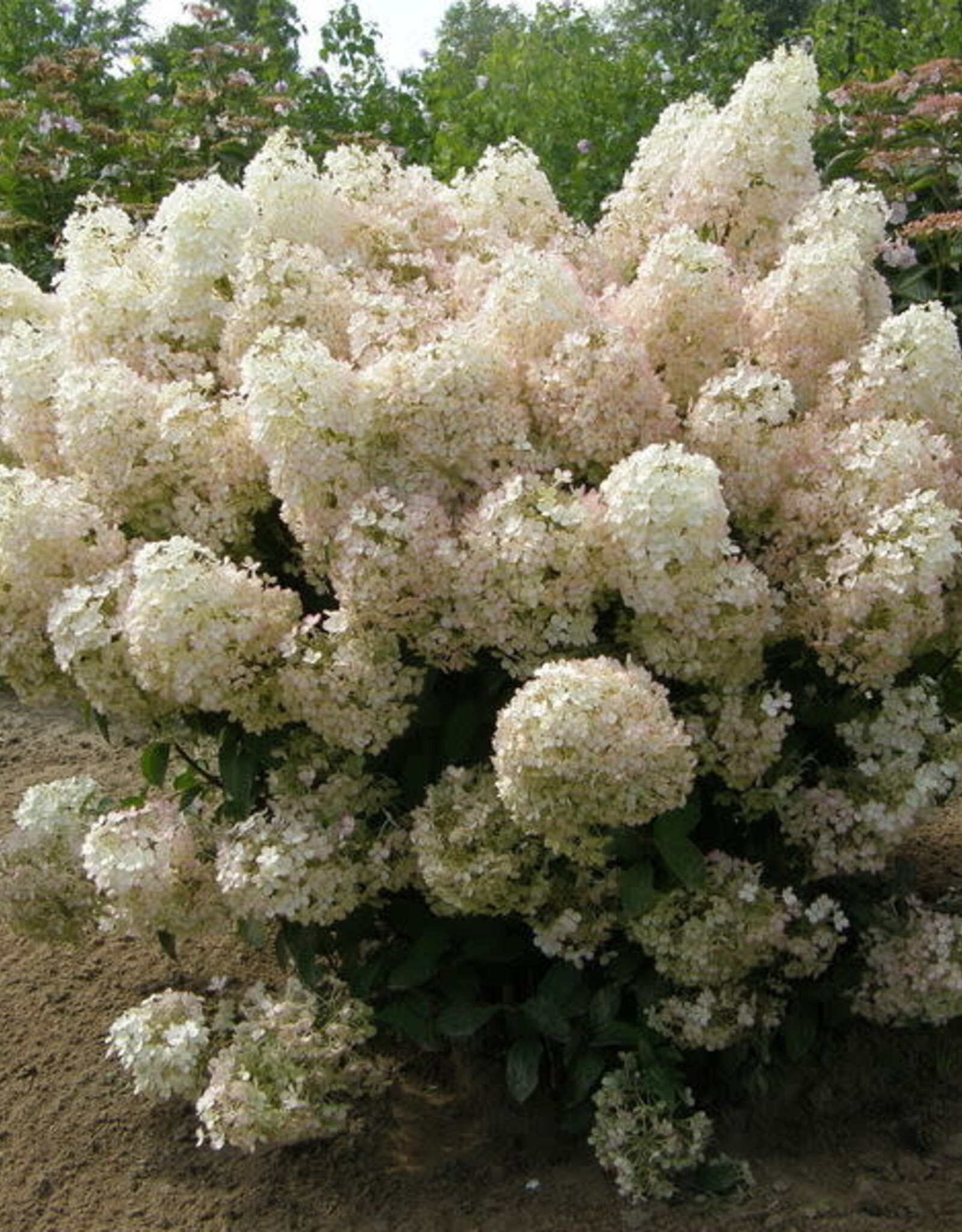 Bron and Sons Hydrangea paniculata Bobo® Hydrangea  #2  Shrub BnS