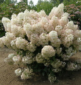 Bron and Sons Hydrangea paniculata Bobo® Hydrangea  #2  Shrub BnS
