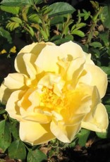 Bron and Sons Rosa 'Moyelrug' #2 Topaz Jewel Rose