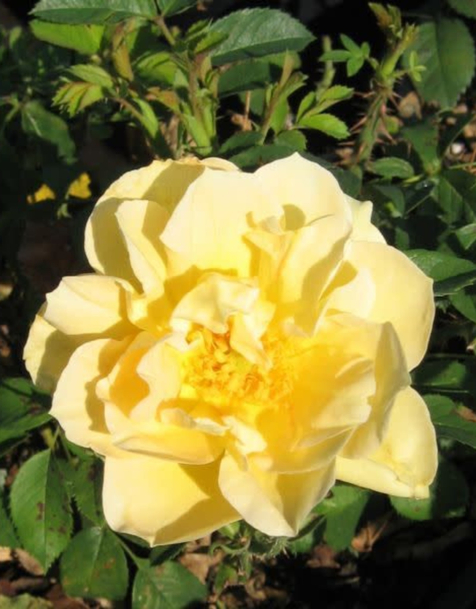 Bron and Sons Rosa 'Moyelrug' #2 Topaz Jewel Rose