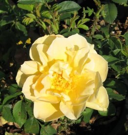 Bron and Sons Rosa 'Moyelrug' #2 Topaz Jewel Rose