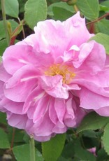 Bron and Sons Rosa 'Therese Bugnet' #2