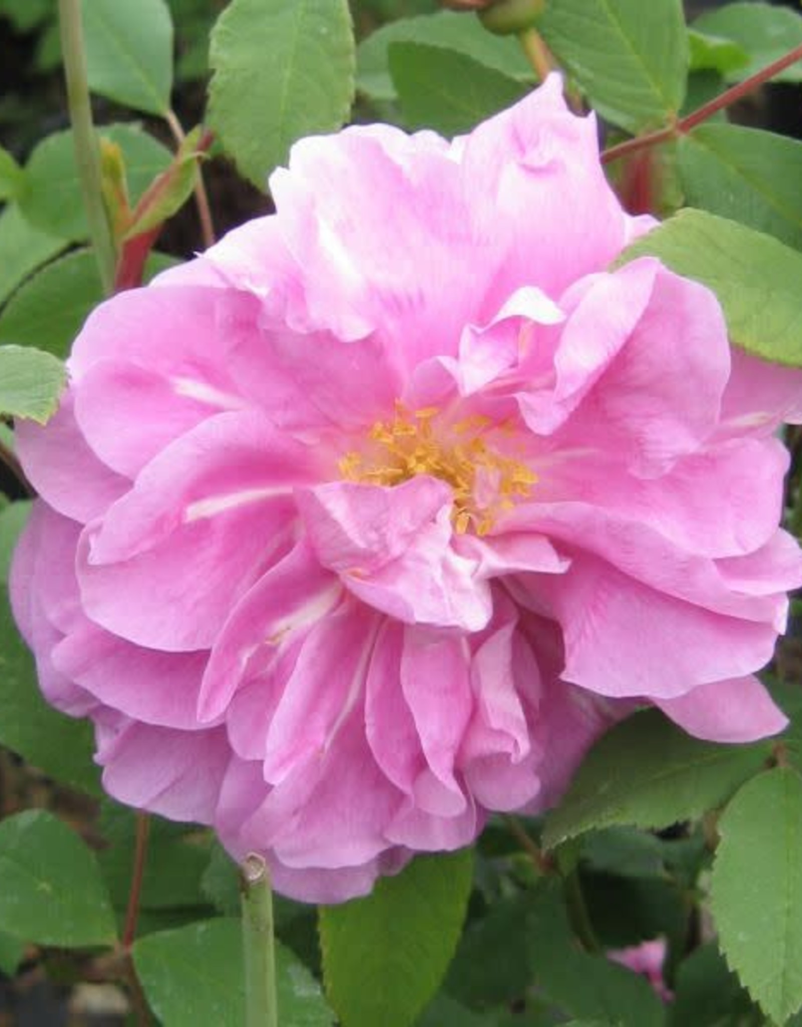 Bron and Sons Rosa 'Therese Bugnet' #2