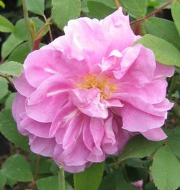 Bron and Sons Rosa 'Therese Bugnet' #2